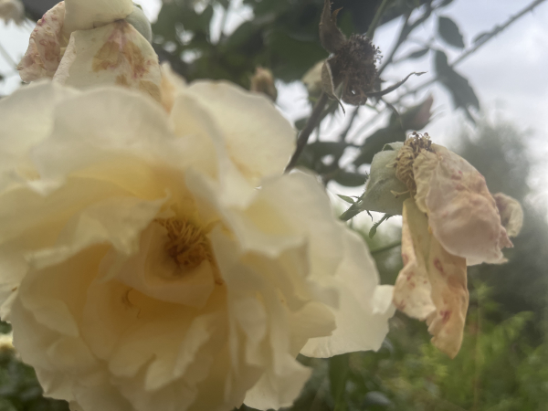Mehr über den Artikel erfahren So blühen Rosen bis zum Frost